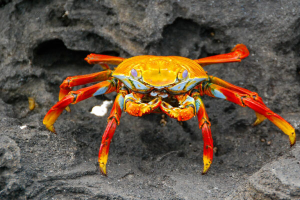 What Are Invertebrates?