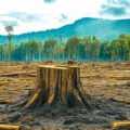 What happens to tree roots when trees are cut down?
