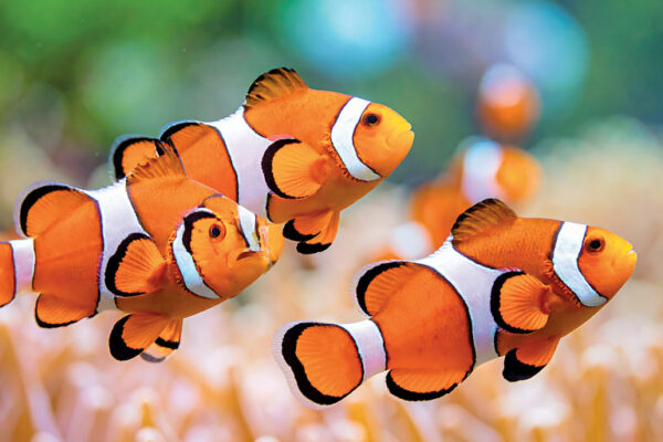 The Ocean Is Changing!