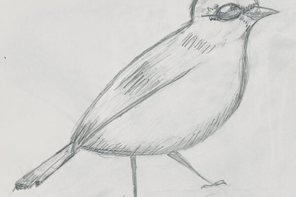 Sketching of Sparrow