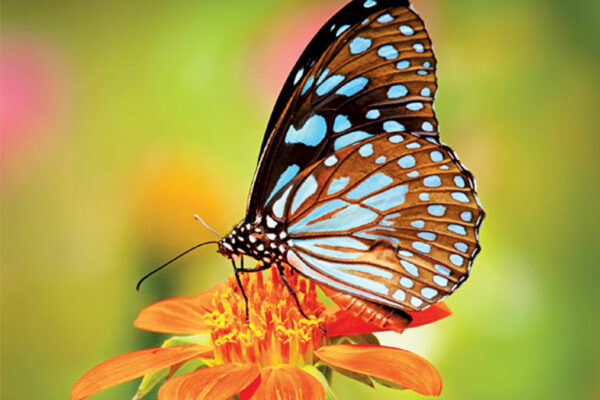 Kerala Sanctuary’s Biodiversity