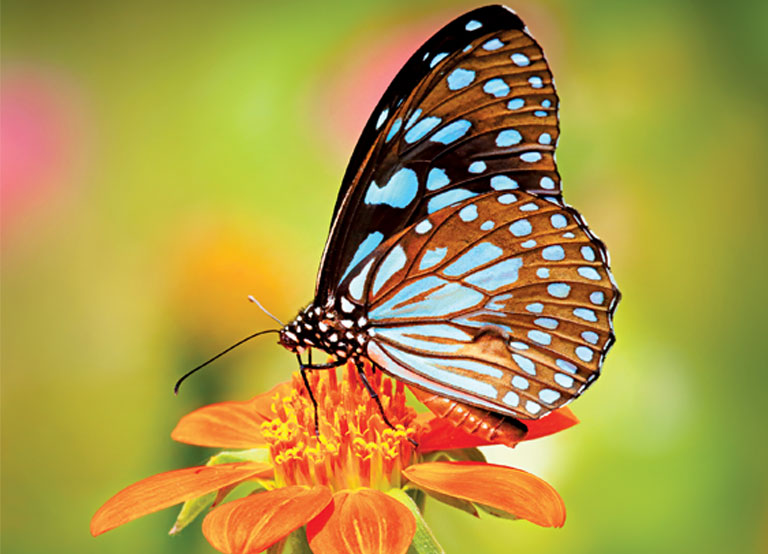 Kerala Sanctuary’s Biodiversity