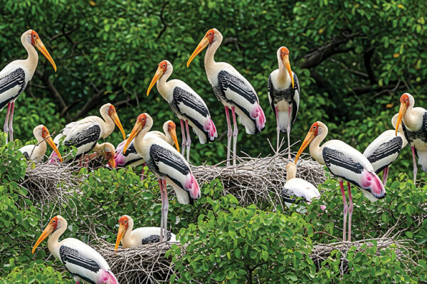 Our Feathered Friends