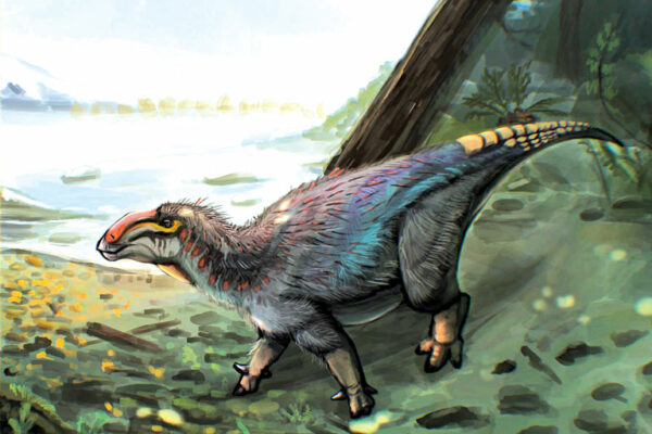 Unique Dinosaur Species Found