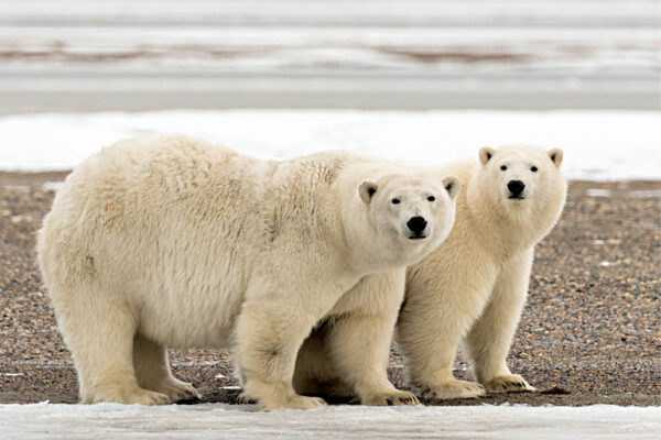 Polar Bears’ Surprising Adaptation
