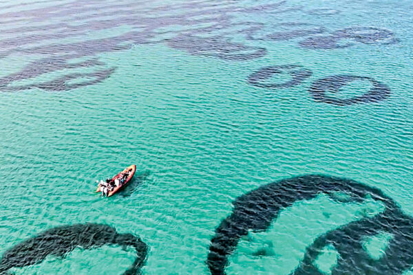 Unusual Seagrass Patterns Seen