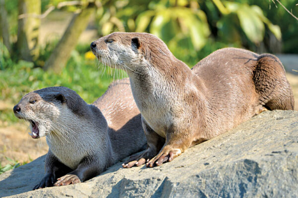 Rockstars of The Rivers