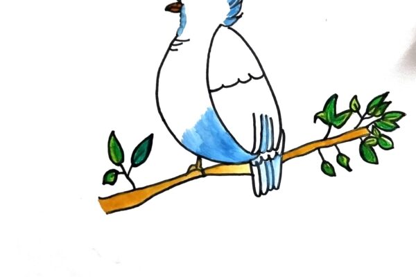 Beautiful Blue Cacatua Bird