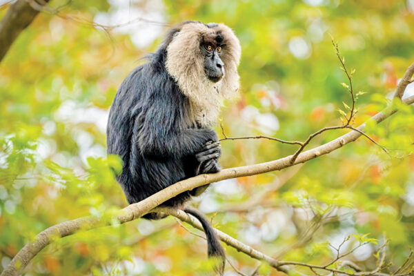 Protecting Biodiversity