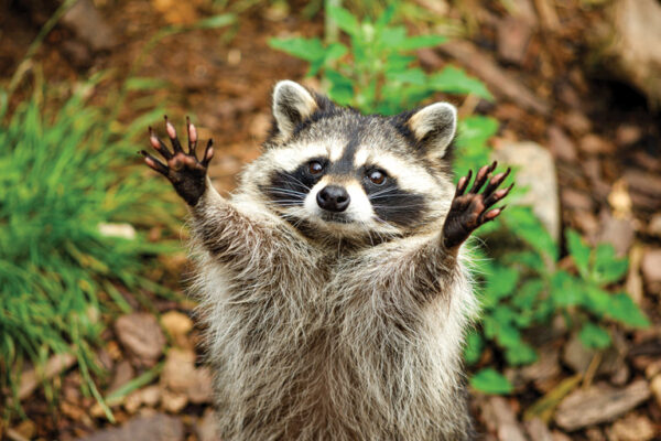 Raccoons Solve Puzzles