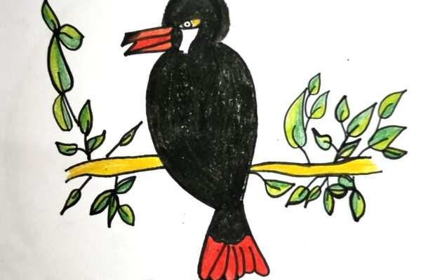 Mountain Toucan Bird