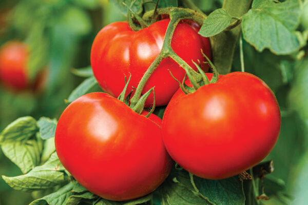 Tomatoes That Smell Like Popcorn