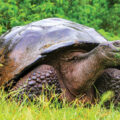Extinct Tortoises Brought Back