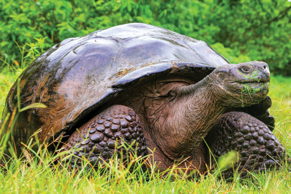 Extinct Tortoises Brought Back