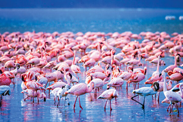 What is Animal Migration?