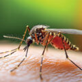 Why Do Mosquitoes Bite Certain People More Than Others?