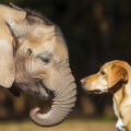 Animal Communication Discovery