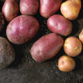 How Potatoes Saved Millions The Journey from Peru to the World