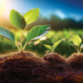 If Plants Are Green, Why Isn’t Green Light the Most Important for Photosynthesis?