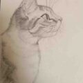 Cute Cat