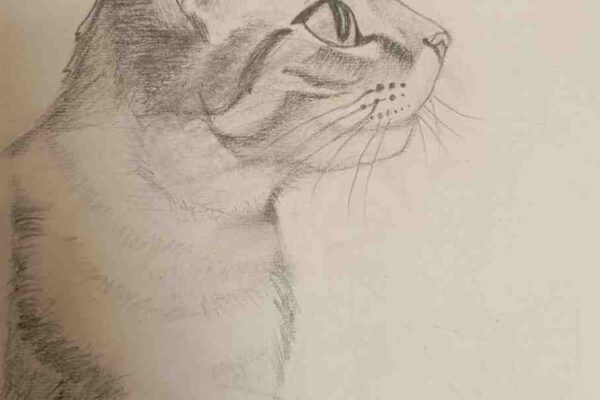 Cute Cat