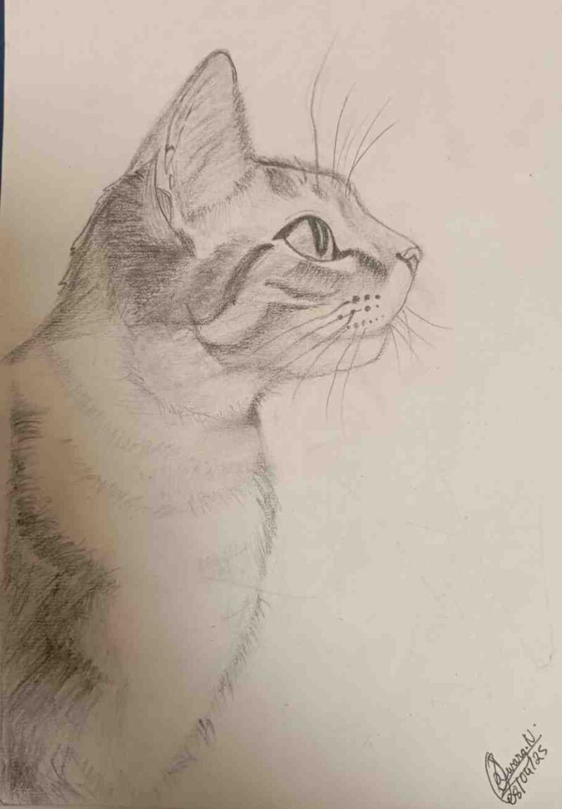 Cute Cat