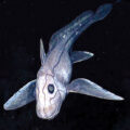 Amazing Ocean Discoveries