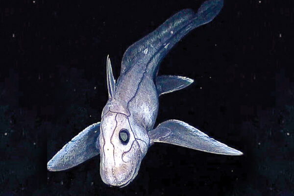 Amazing Ocean Discoveries