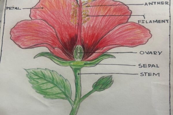 Hibiscus Flower