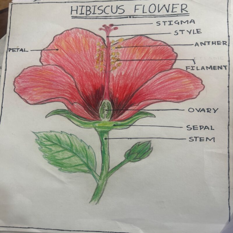 Hibiscus Flower