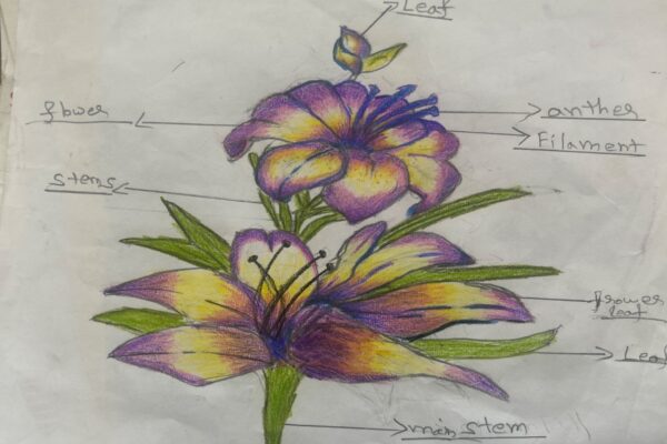 Lilly Flower