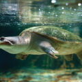 Protecting Endangered Ganges Softshell Turtles