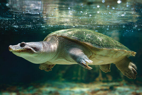 Protecting Endangered Ganges Softshell Turtles