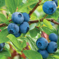 Rare Fruit Rediscovered