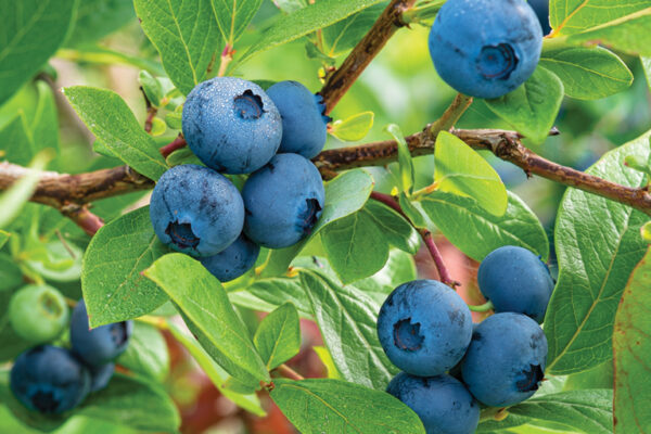 Rare Fruit Rediscovered