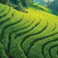 Rice Civilisations: How Rice Shaped Asia