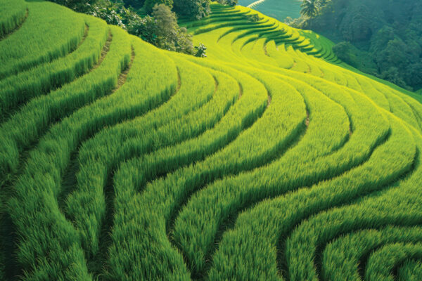 Rice Civilisations: How Rice Shaped Asia