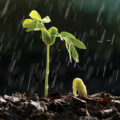 Seeds Detect Raindrop Sounds