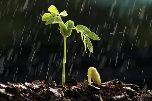Seeds Detect Raindrop Sounds