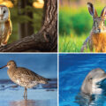 Currency Notes Featuring Animals