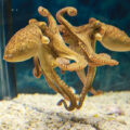 Study Showcases Octopus Intelligence
