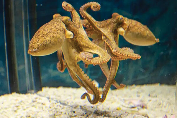 Study Showcases Octopus Intelligence