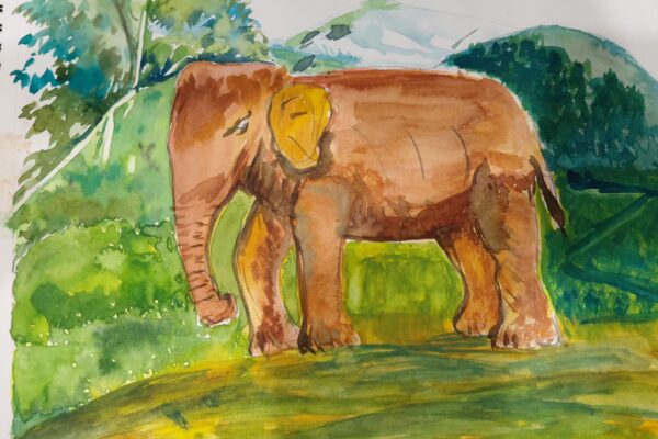 Jungle Scenery