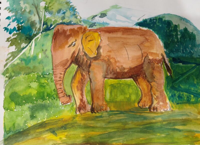 Jungle Scenery