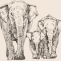 Strictly No Elephants