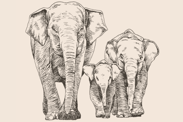 Strictly No Elephants