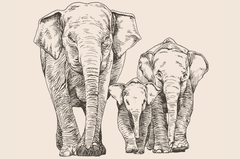 Strictly No Elephants