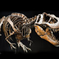 Dinosaur Fossil Creates Record