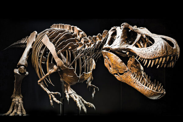 Dinosaur Fossil Creates Record