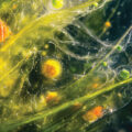 Phytoplankton: The Superheroes of the Ocean